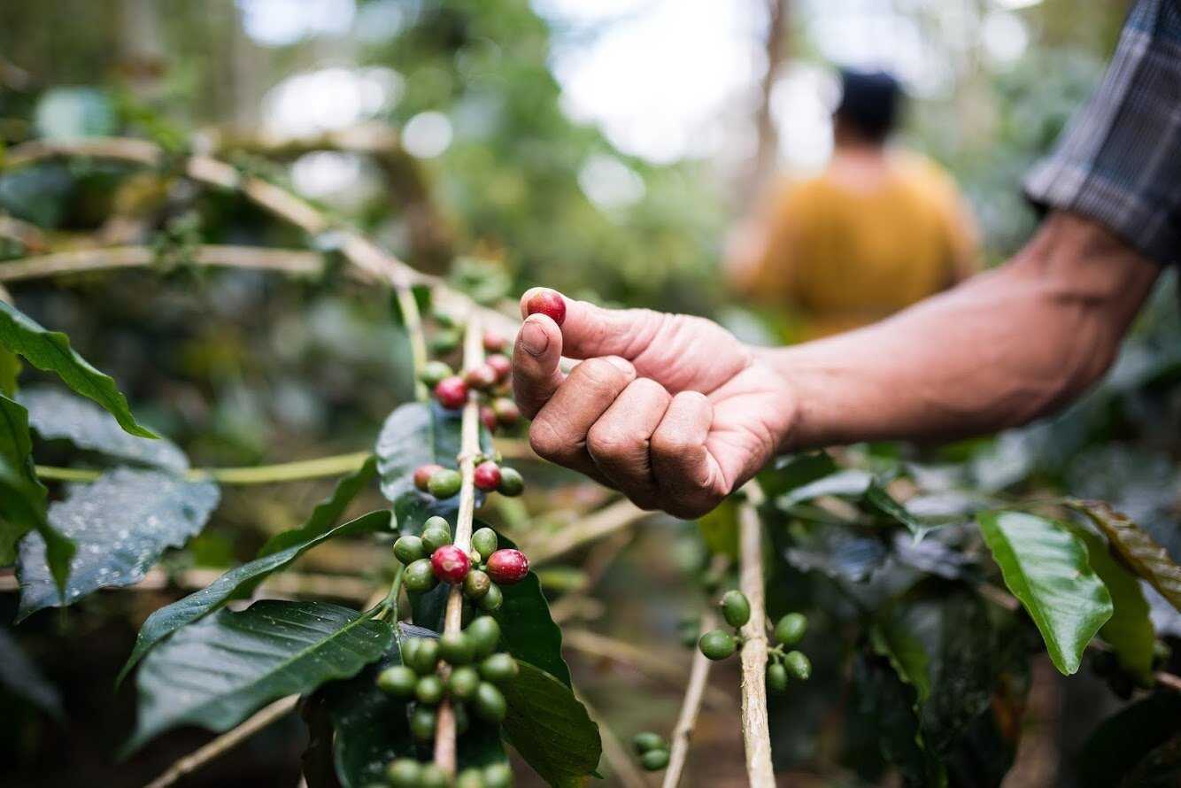 Collecting Bali Coffee Beans