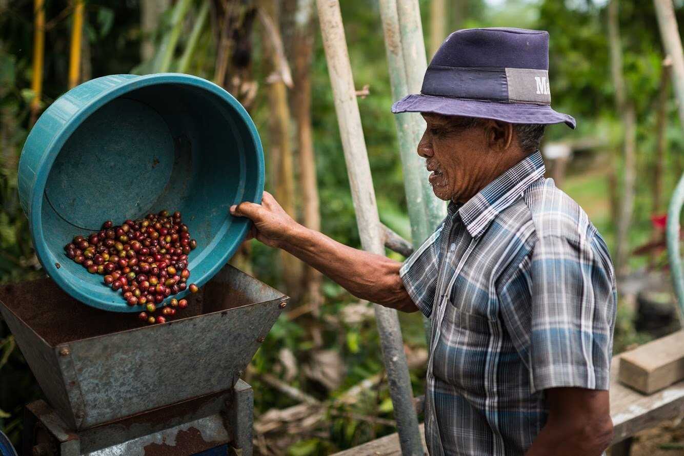 Bali Coffee Beans Processing